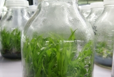 紫花三叉白芨瓶苗  白及组培苗 白芨盆栽 肥料
