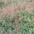 纯野生土高丽参  土人参小苗、种子、土人参盆栽、肥料