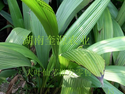 野生中药大叶仙茅（ 独茅根）种苗、仙茅盆栽、肥料