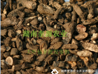 野生中药大叶仙茅（ 独茅根）种苗、仙茅盆栽、肥料