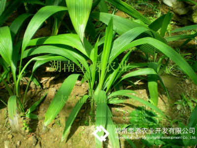 野生中药大叶仙茅（ 独茅根）种苗、仙茅盆栽、肥料