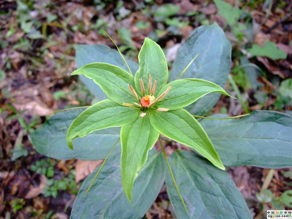 七叶一枝花(重楼)