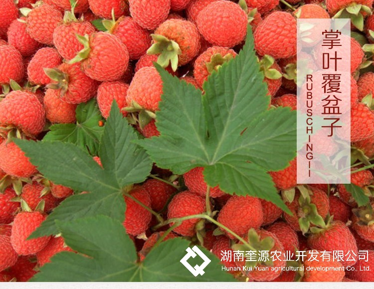郴州枳壳苗木