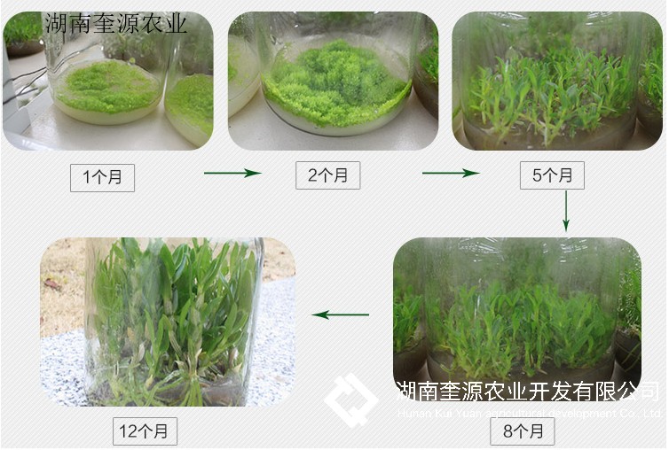 郴州枳壳苗木